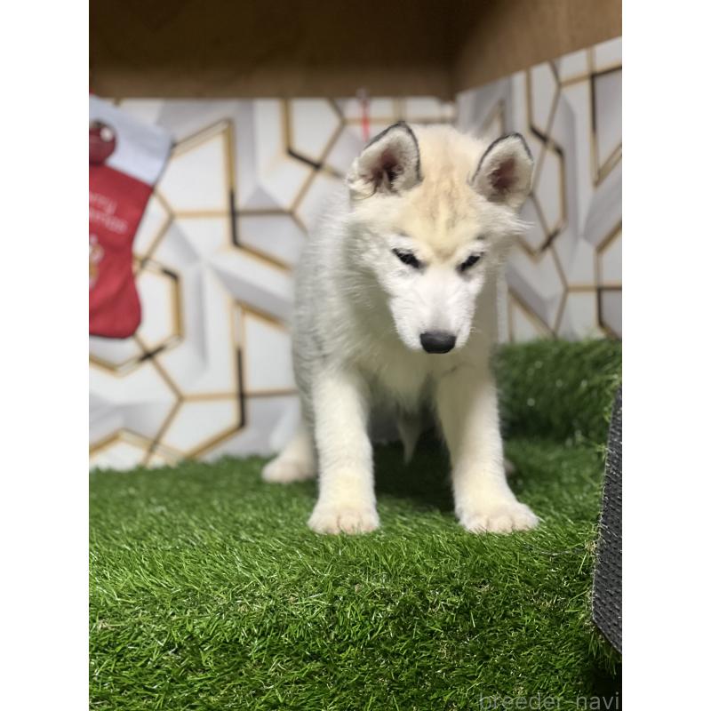 販売中の静岡県のシベリアンハスキー-434448の7枚目