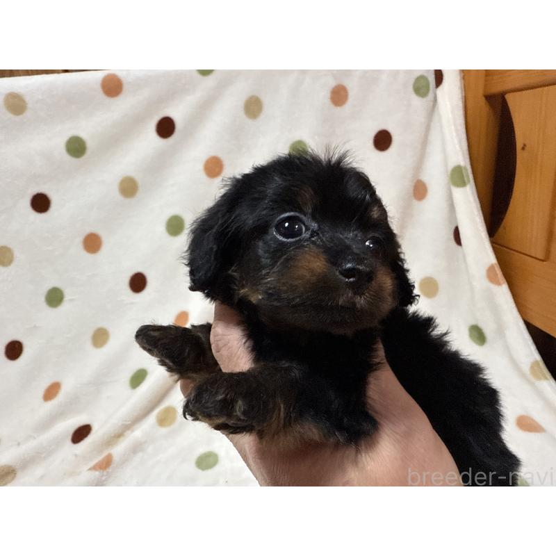 商談中の岐阜県のミックス犬-433369の5枚目