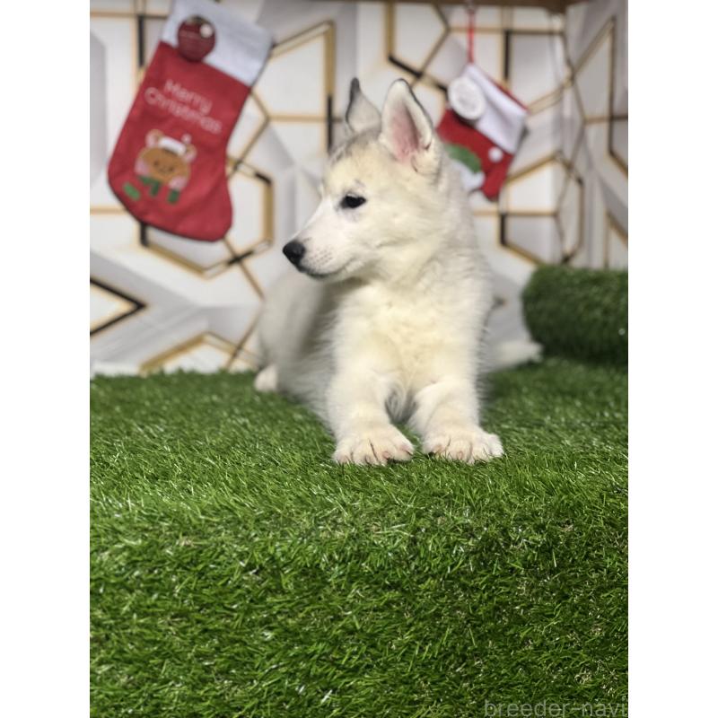 販売中の静岡県のシベリアンハスキー-434448の6枚目