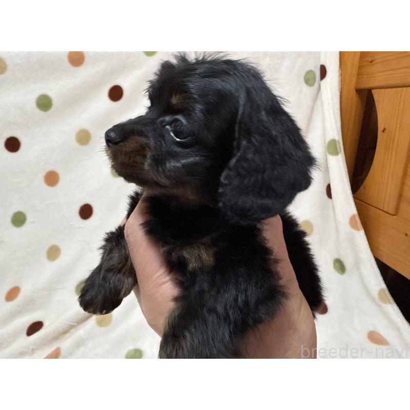 商談中の岐阜県のミックス犬-433369の4枚目