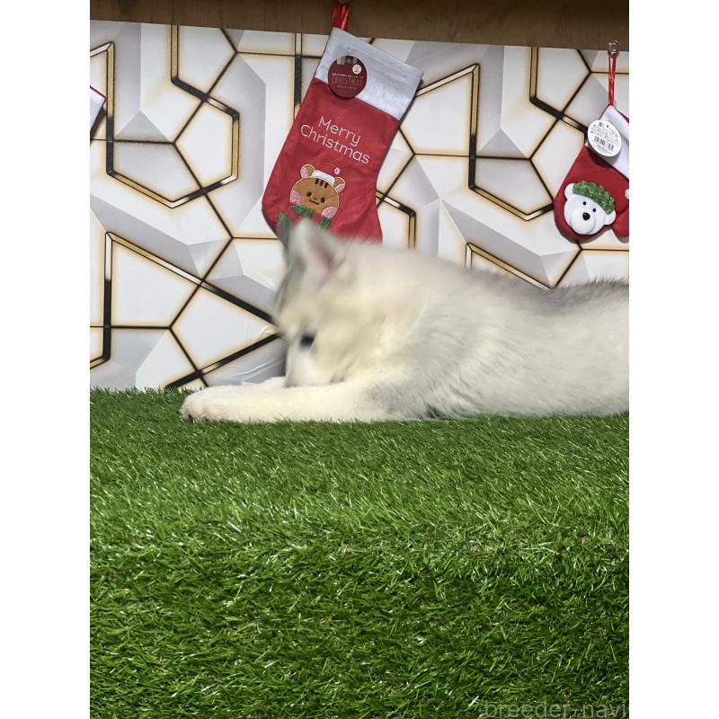 販売中の静岡県のシベリアンハスキー-434448の5枚目