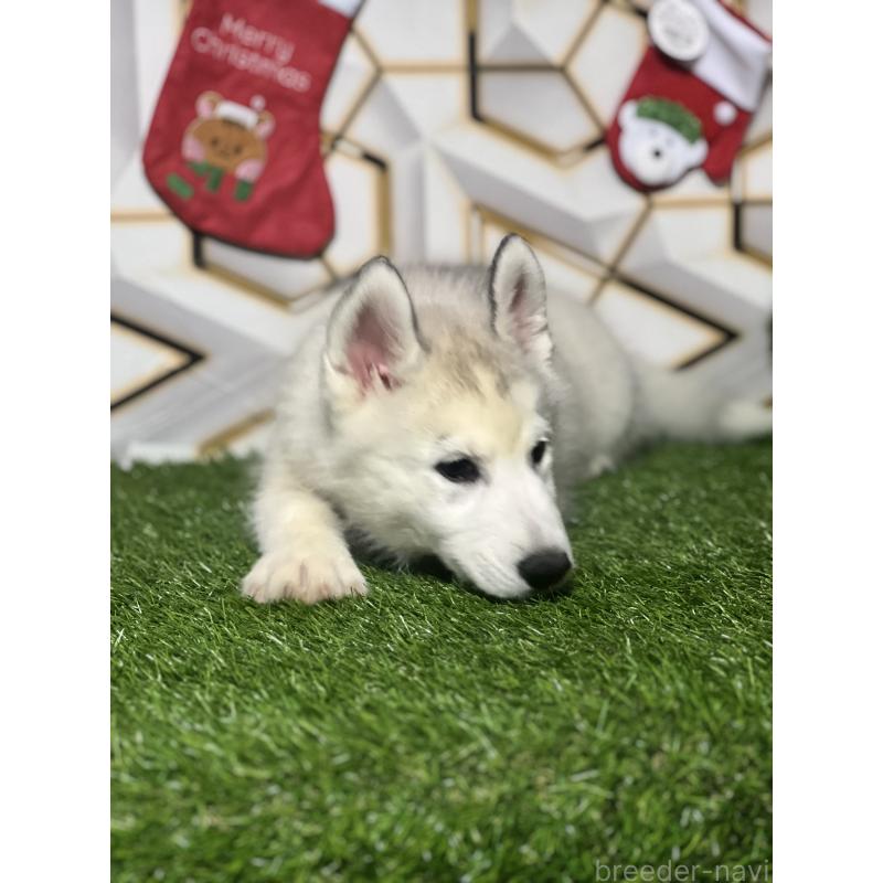 販売中の静岡県のシベリアンハスキー-434448の4枚目