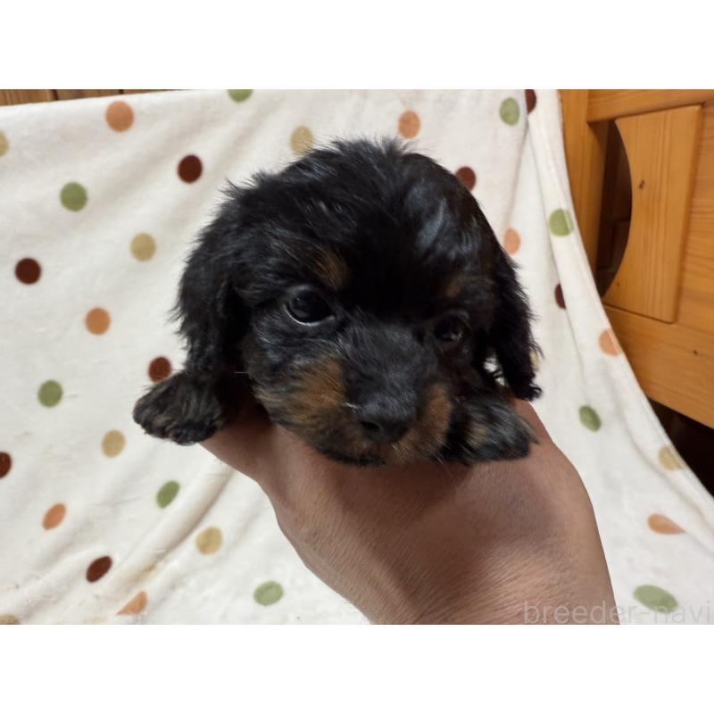 商談中の岐阜県のミックス犬-433369の3枚目