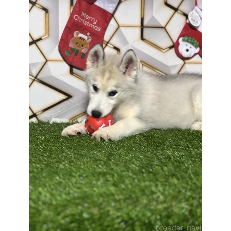 販売中の静岡県のシベリアンハスキー-434448の3枚目