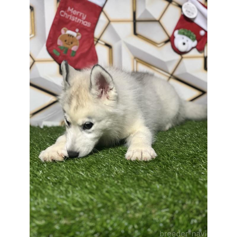 販売中の静岡県のシベリアンハスキー-434448の2枚目