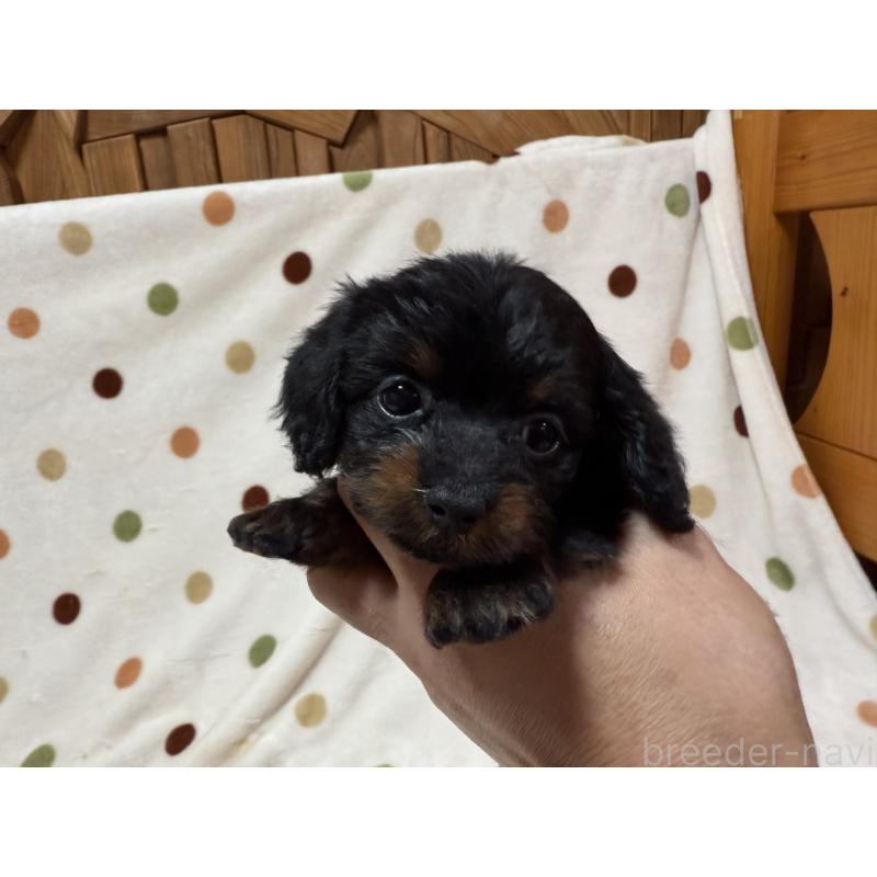 商談中の岐阜県のミックス犬-433369の2枚目