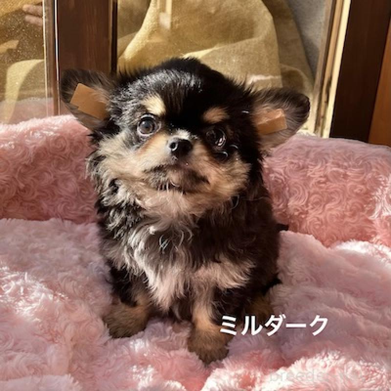 販売中の群馬県のチワワ(ロングコート)-430851