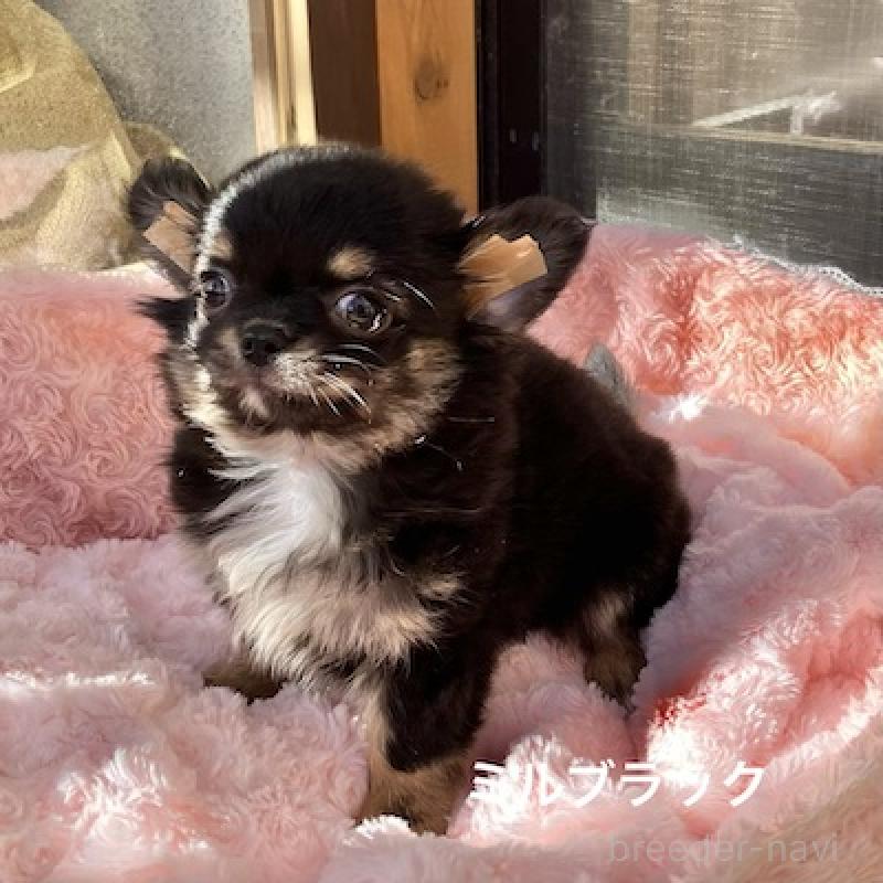 販売中の群馬県のチワワ(ロングコート)-430852