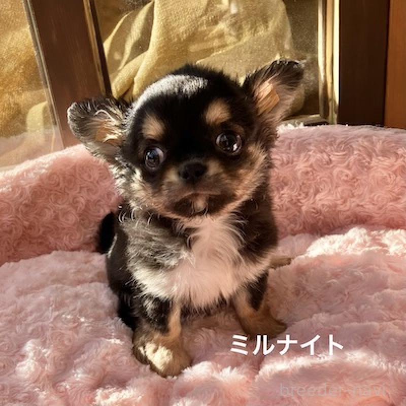 販売中の群馬県のチワワ(ロングコート)-430854