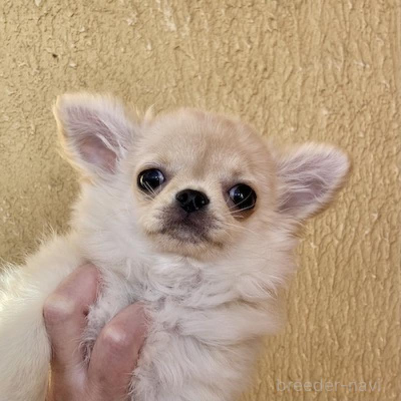 販売中の群馬県のチワワ(ロングコート)-426847