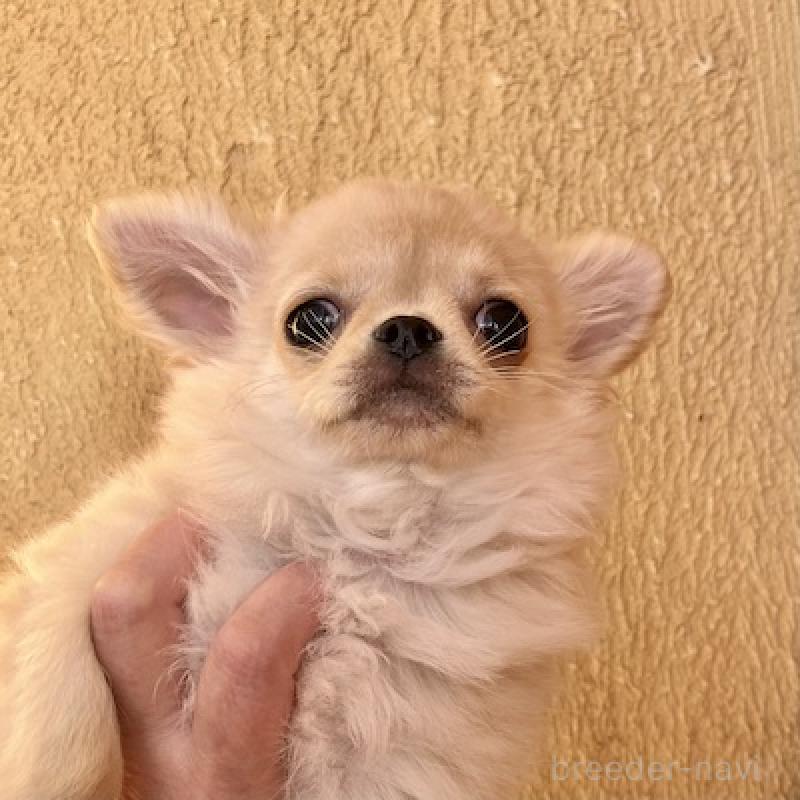 成約済の群馬県のチワワ(ロングコート)-426847の10枚目