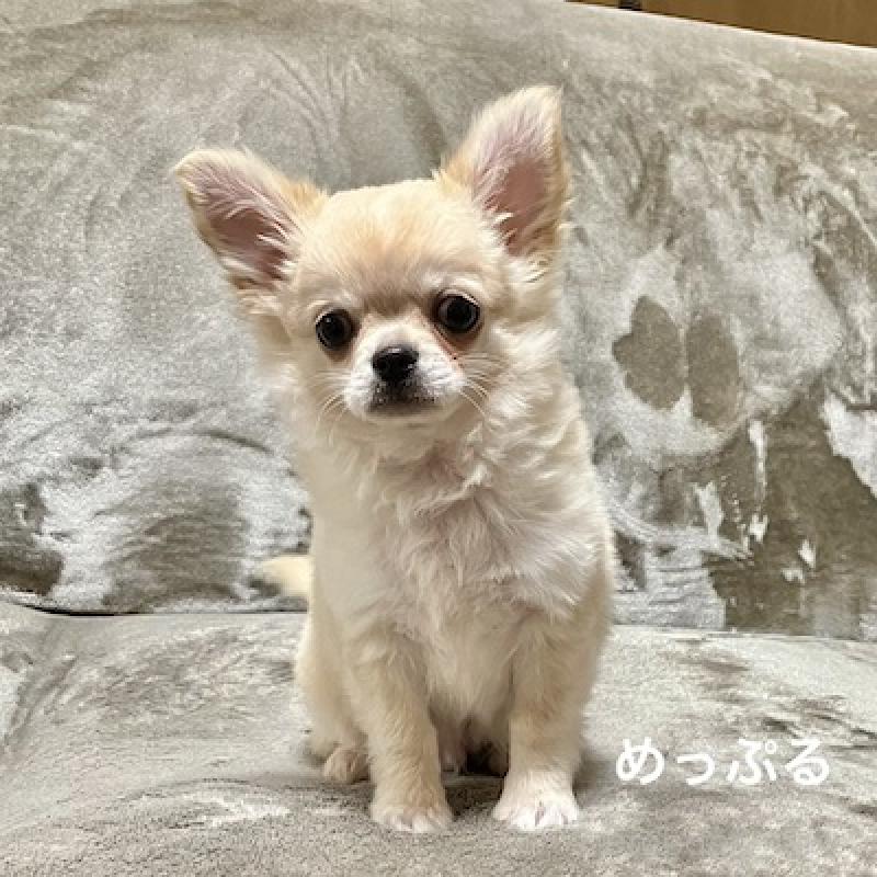 販売中の群馬県のチワワ(ロングコート)-426848