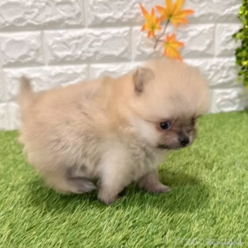 販売中の愛知県のポメラニアン-434455の5枚目