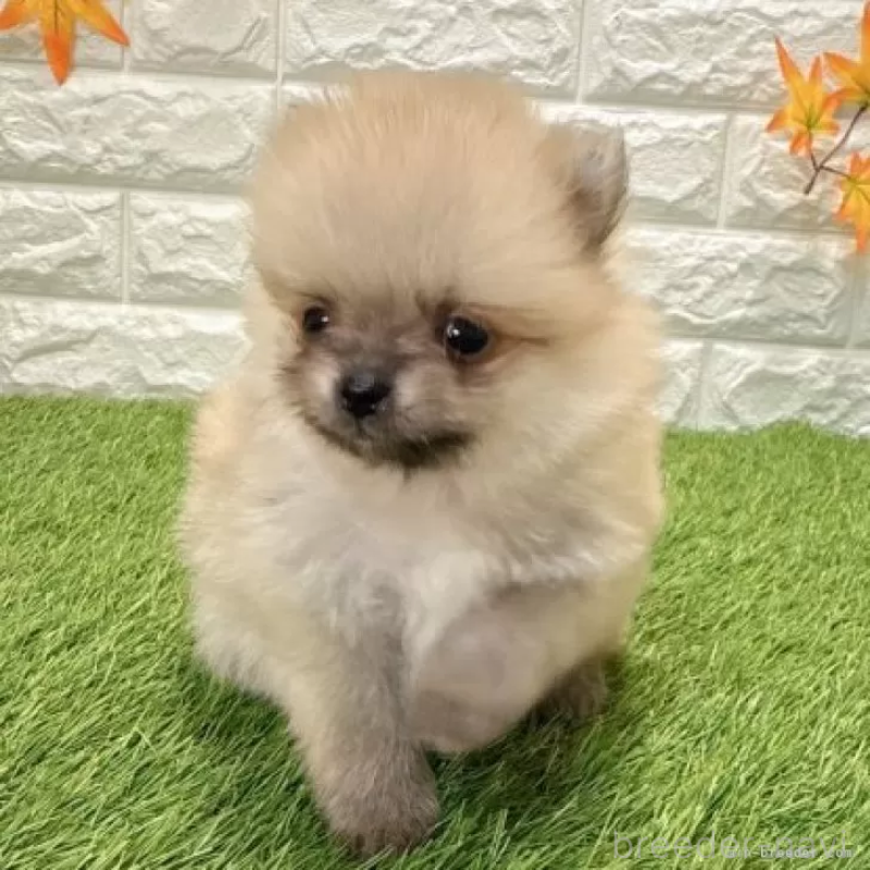 販売中の愛知県のポメラニアン-434455の4枚目