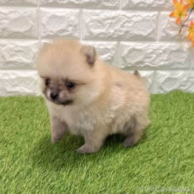 販売中の愛知県のポメラニアン-434455の3枚目