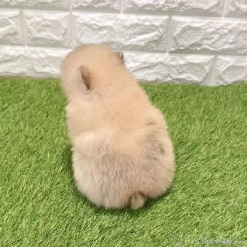 販売中の愛知県のポメラニアン-434455の2枚目