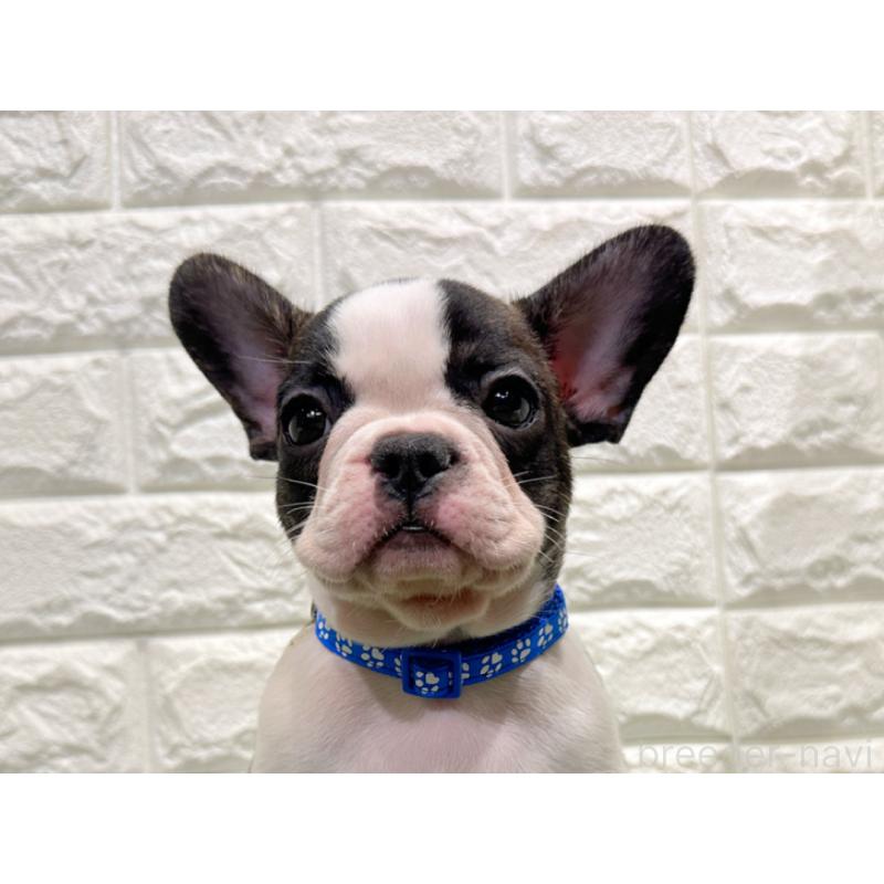 販売中の愛知県のフレンチブルドッグ-434447