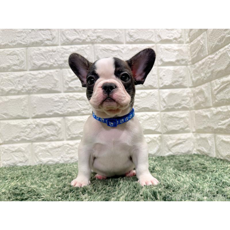 販売中の愛知県のフレンチブルドッグ-434447の4枚目