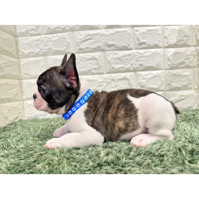 販売中の愛知県のフレンチブルドッグ-434447の3枚目