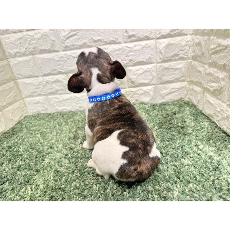 販売中の愛知県のフレンチブルドッグ-434447の2枚目