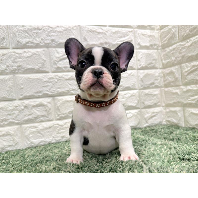 販売中の愛知県のフレンチブルドッグ-434449の4枚目
