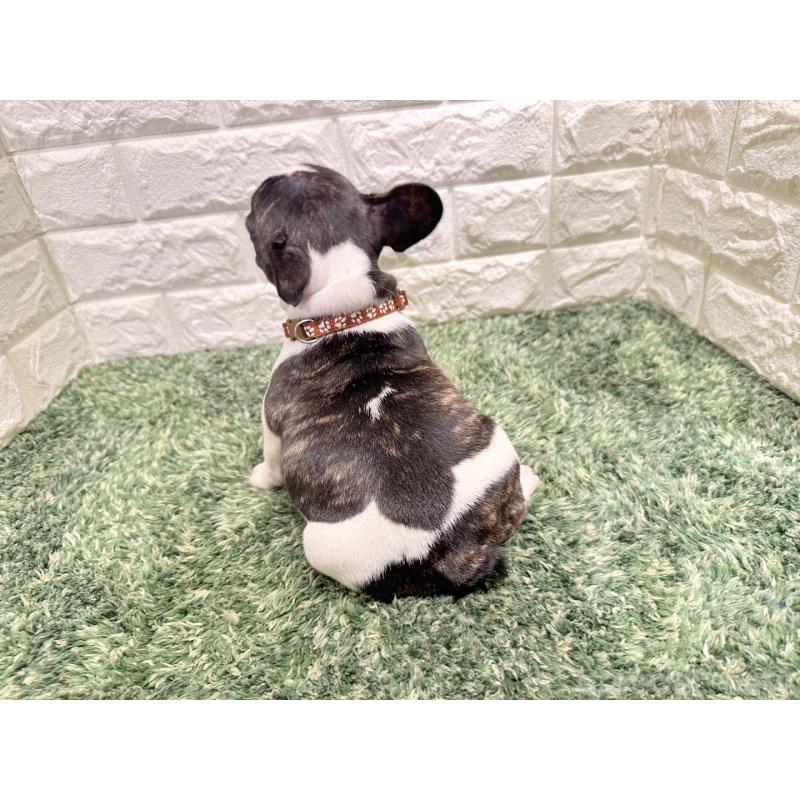 販売中の愛知県のフレンチブルドッグ-434449の2枚目