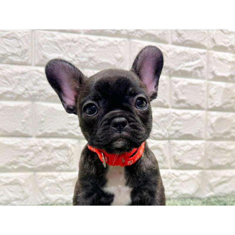 販売中の愛知県のフレンチブルドッグ-434450