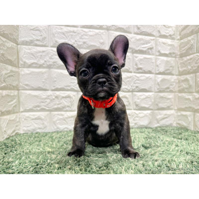 販売中の愛知県のフレンチブルドッグ-434450の4枚目