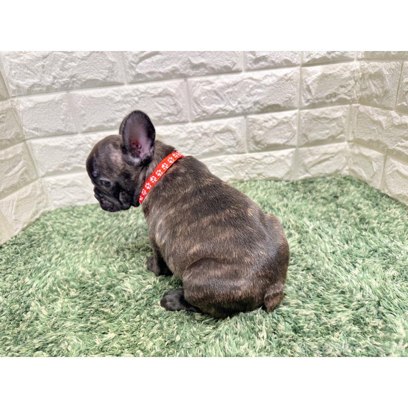 販売中の愛知県のフレンチブルドッグ-434450の2枚目