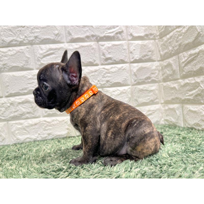 販売中の愛知県のフレンチブルドッグ-434451の3枚目