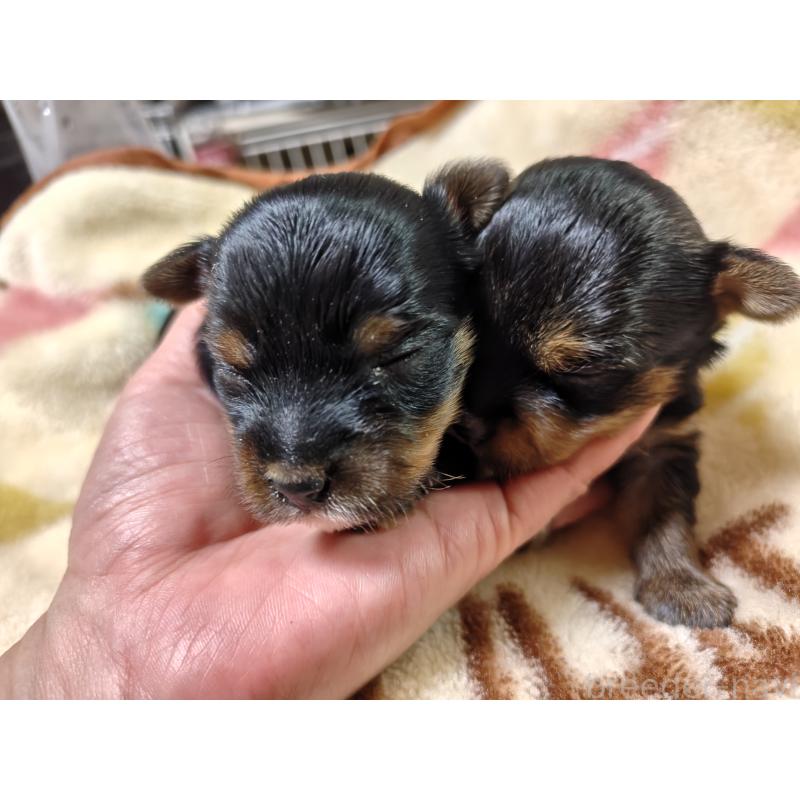 販売中の神奈川県のヨークシャーテリア-432885