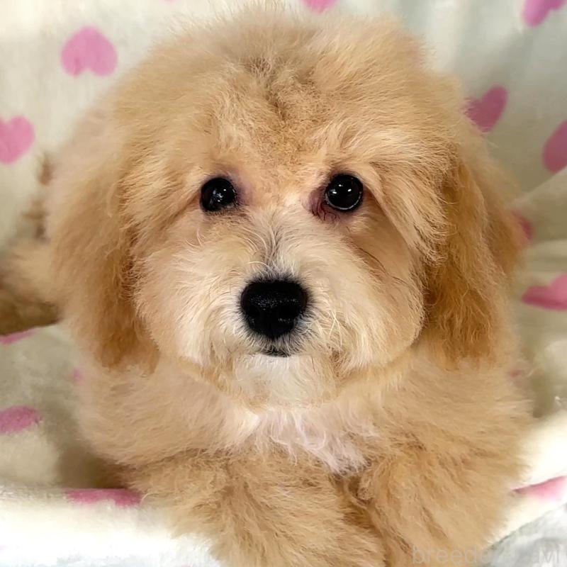 販売中ののビションプー:ビションフリーゼ×トイプードル-411573