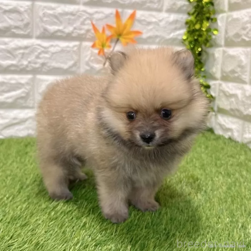 販売中の愛知県のポメラニアン-434456