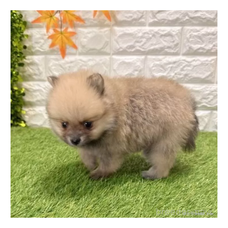 販売中の愛知県のポメラニアン-434456の5枚目