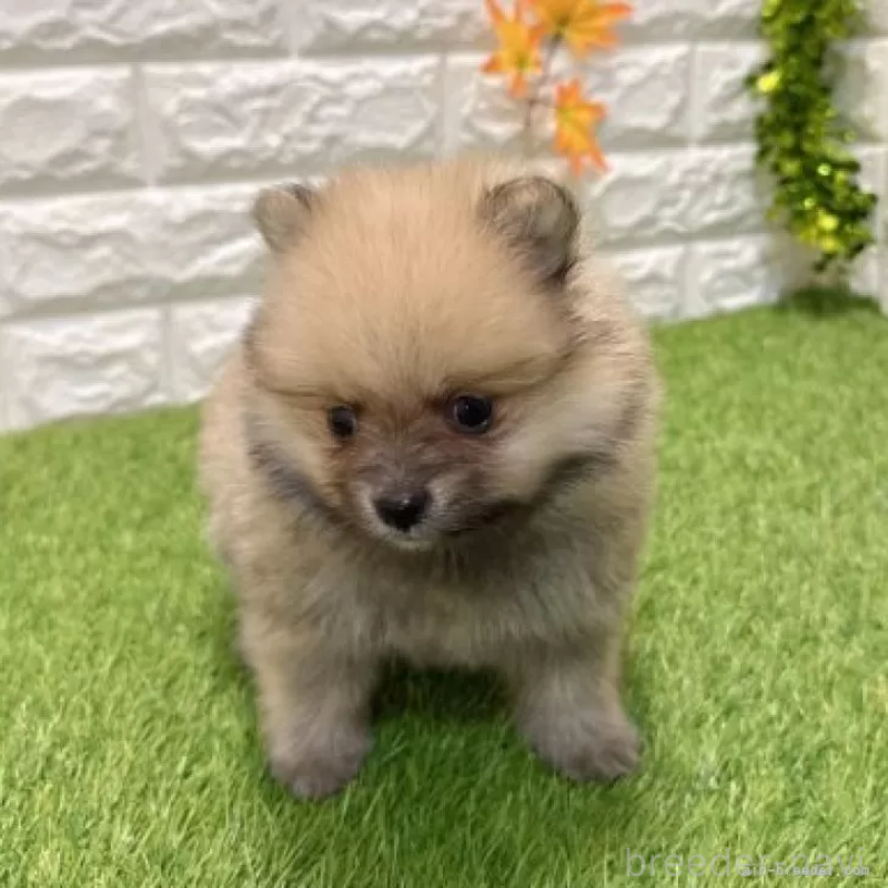 販売中の愛知県のポメラニアン-434456の4枚目