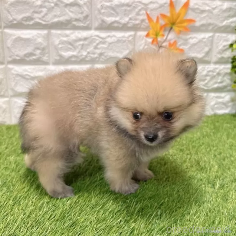 販売中の愛知県のポメラニアン-434456の3枚目