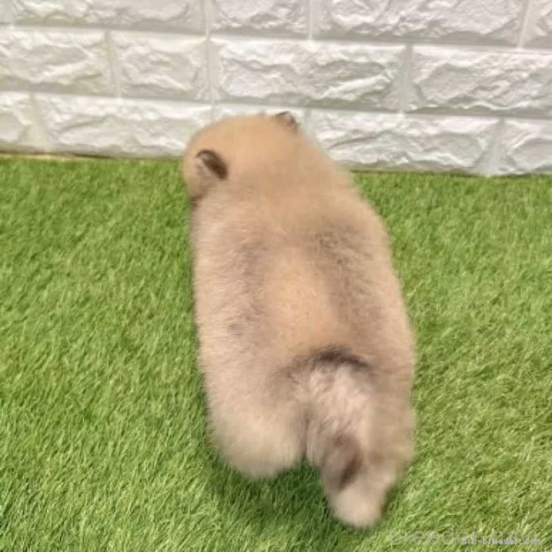 販売中の愛知県のポメラニアン-434456の2枚目