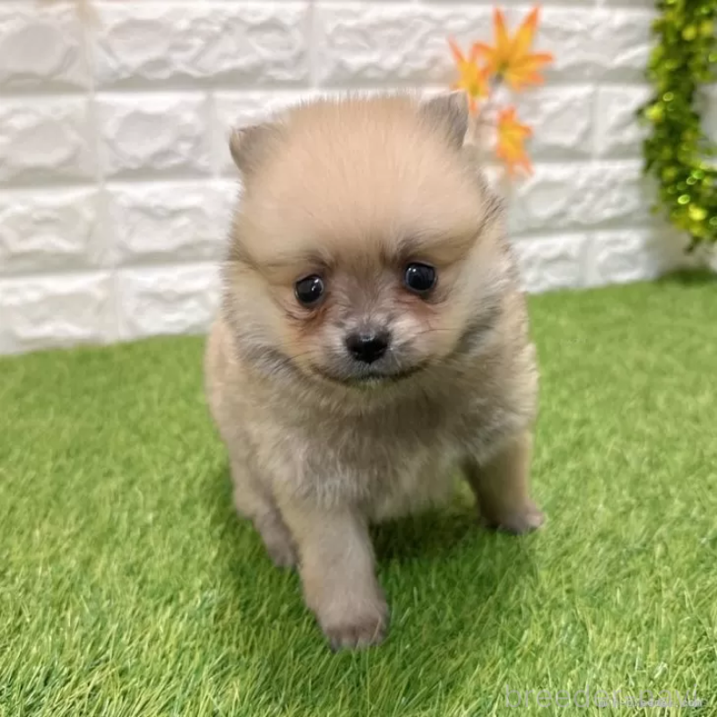 販売中の愛知県のポメラニアン-434457