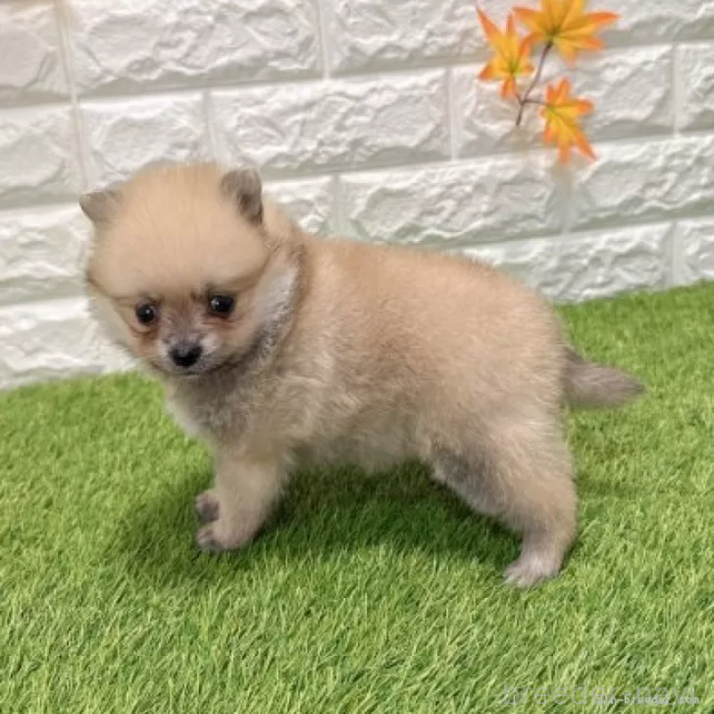 販売中の愛知県のポメラニアン-434457の5枚目