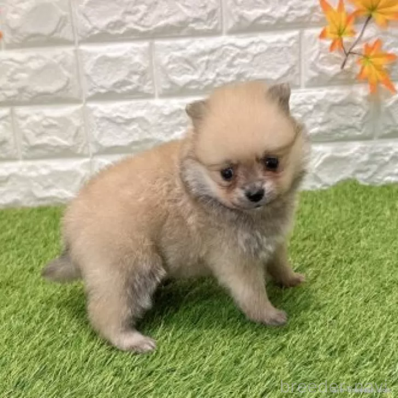 販売中の愛知県のポメラニアン-434457の4枚目