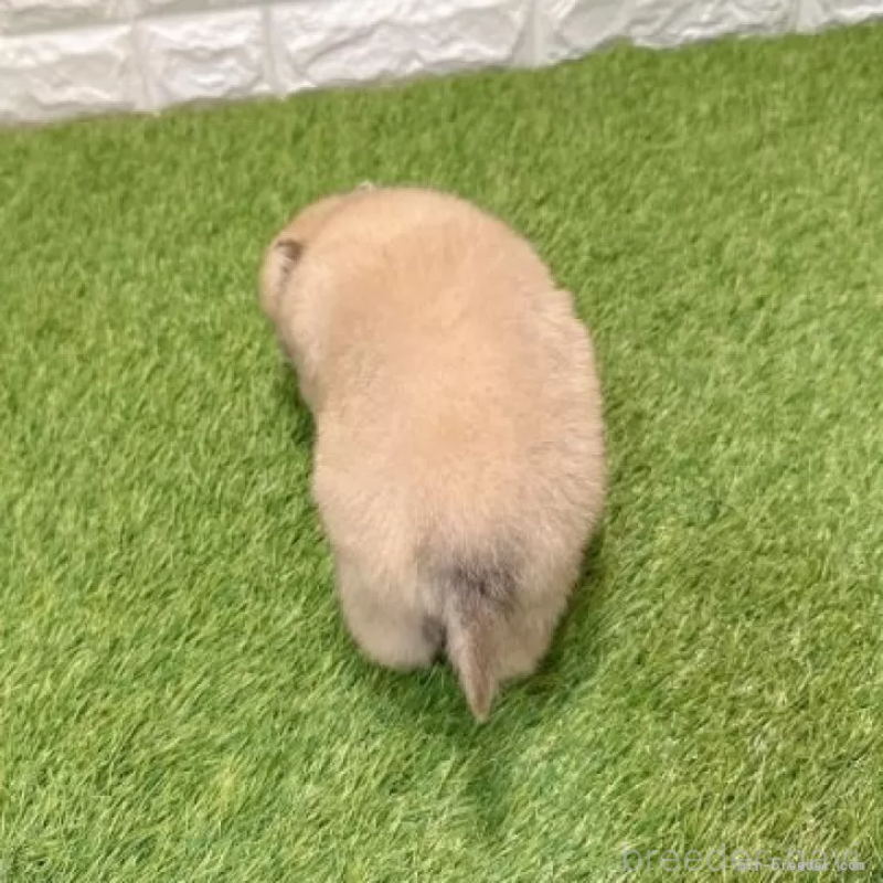 販売中の愛知県のポメラニアン-434457の2枚目