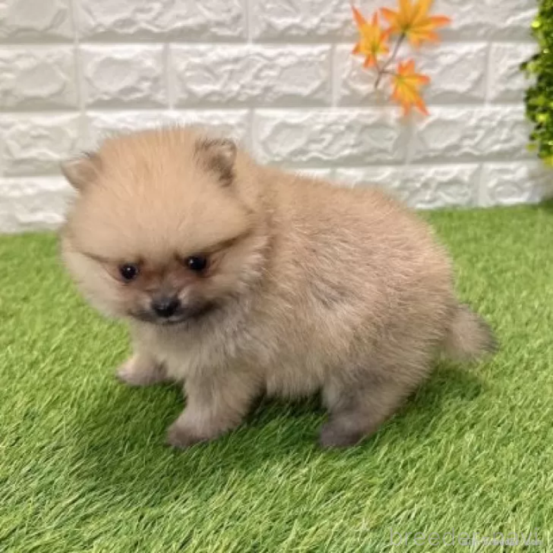 販売中の愛知県のポメラニアン-434458の4枚目