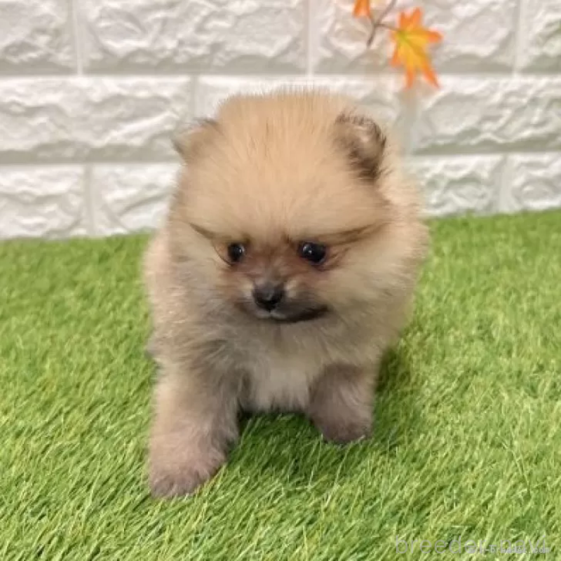 販売中の愛知県のポメラニアン-434458の3枚目