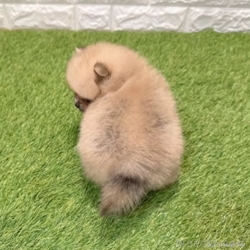 販売中の愛知県のポメラニアン-434458の2枚目