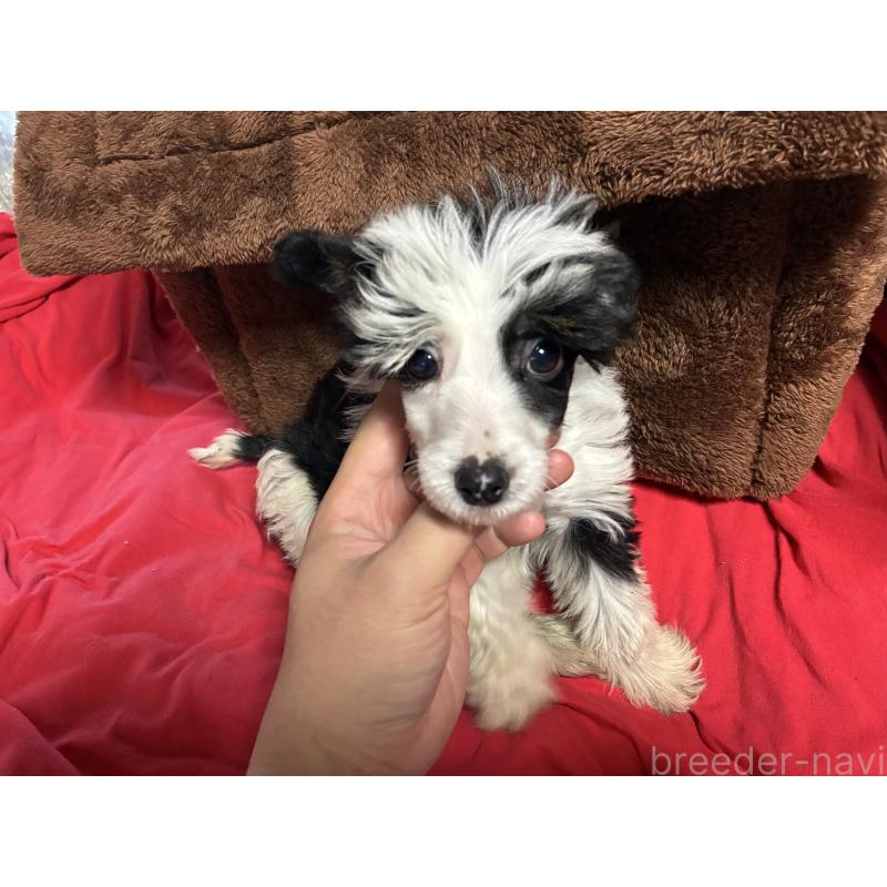 販売中の兵庫県のチャイニーズクレステッドドッグ-427853