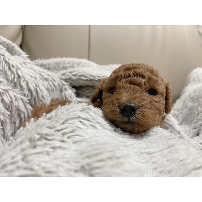 販売中の福岡県のトイプードル-434459の5枚目