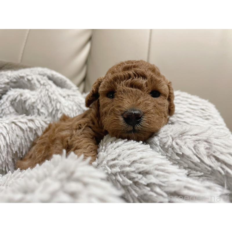 販売中の福岡県のトイプードル-434459の4枚目