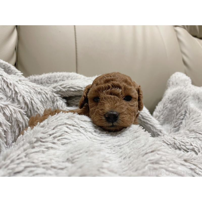 販売中の福岡県のトイプードル-434459