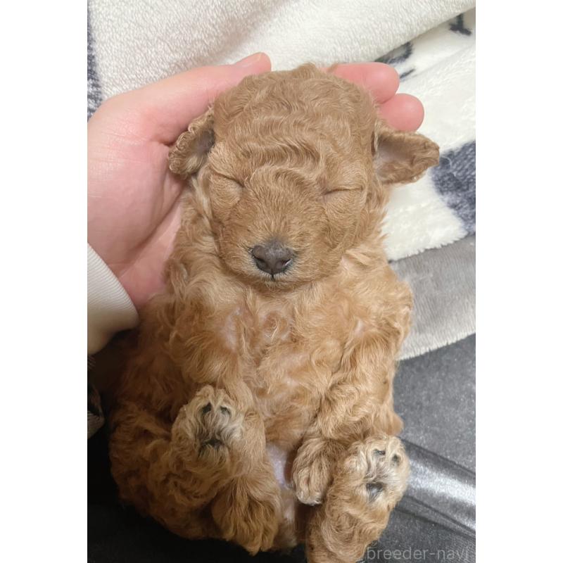 販売中の福岡県のトイプードル-434459の2枚目