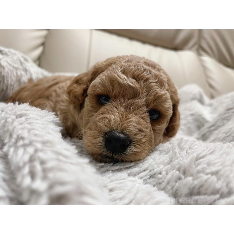 販売中の福岡県のトイプードル-434460の5枚目